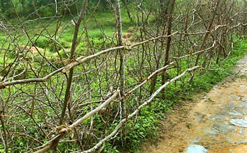 Indian village wood branches fence.