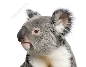 Koala bears in front of a white background