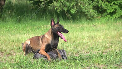 Dog is guarding a bag.