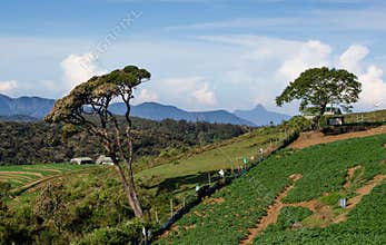 Adams peak seen at ambewela nuwara eliya, sri lanka