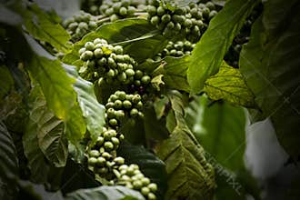 Coffee Plantation in Coorg Karnataka India