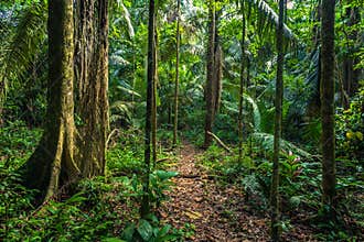 Manu National Park, Peru - August 07, 2017: Path in the Amazon r