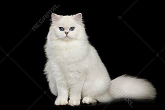 Furry British breed Cat white color on Isolated Black Background