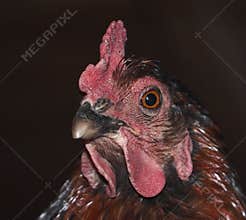 Wise Hen With Amber Eyes