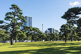 Japanese Black Pines and modern buildings Tokyo