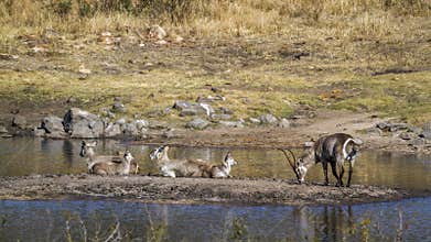 Common Waterbuck in Kruger National park, South Africa