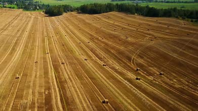 Flight over cultivated fields with haystacks after harvesting. Aerial panoramic view
