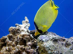 Yellow tropical fish
