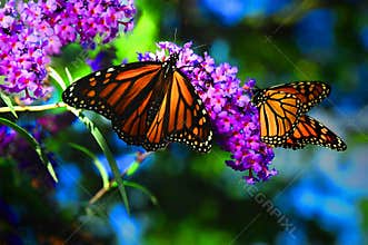 The Colors Of Nature