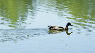 Duck swims