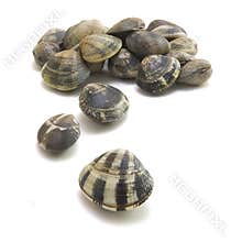 Clam-vongole