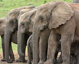 Three elephants standing side by side