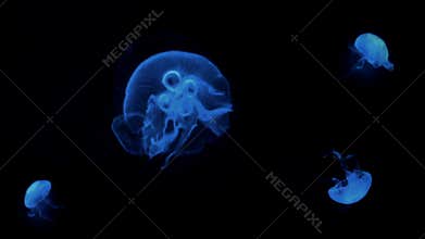 Blue jellyfish floating underwater