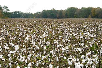 Cotton Field