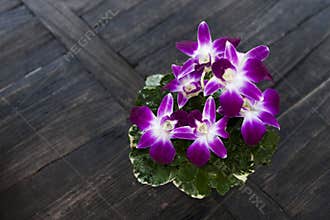Orchids