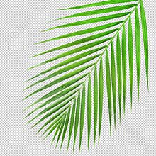 Palm leaf texture di cut.clipping path