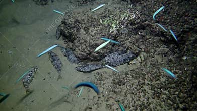 Fish Aras marble cigar