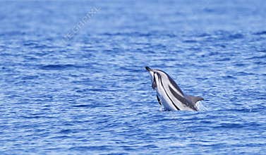 Gestreepte Dolfijn, Striped Dolphin, Stenella coeruleoalba
