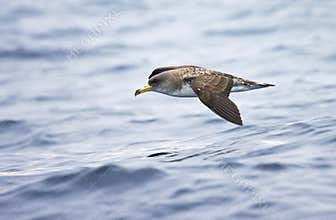 Kuhls pijlstormvogel, Cory's Shearwater, Calonectris diomedea