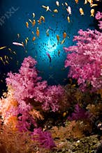Reef and colored school of fish, Red Sea, Egypt