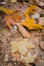 Raindrops on fallen maple leaf
