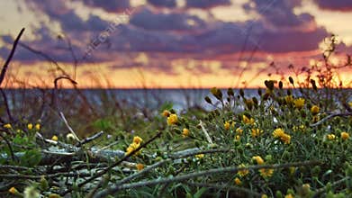Flowers and sea sunset