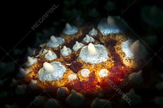 Giant knobby starfish of California