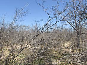 Caatinga biome: dry forest trees Petrolina, Pernambuco, Brazil