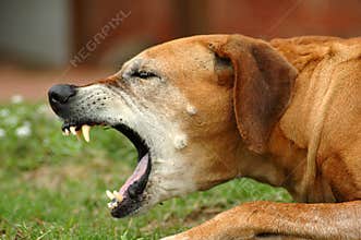 Coughing dog