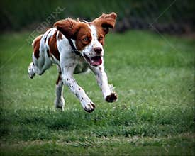 Dog Leap