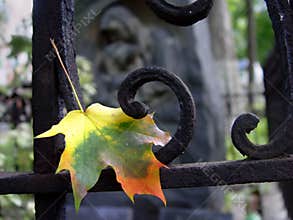 Autumn leaf