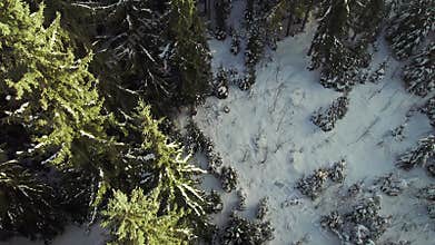 Flight over the winter forest of tall pines. Human footprints in the snow.