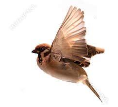 Flying bird sparrow isolated on white