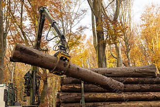 In a forest a truck crane moves logs onto the truck