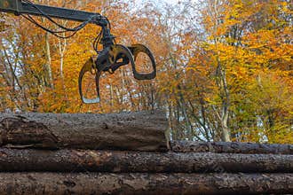 In a forest a truck crane moves logs onto the truck