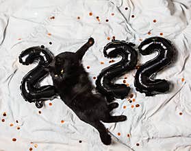 Christmas cat 2022. Kitty with black  foil balloons number 2022 new year. Striped cat on Christmas festive white background