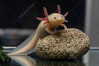 Axolotl aquarium, salamander, nature, tank, stone