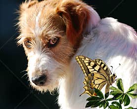 Dog and butterfly