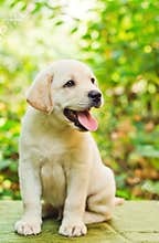 Labrador retriever puppy in the yard