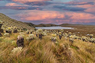 South american paramo in El Angel Ecological
