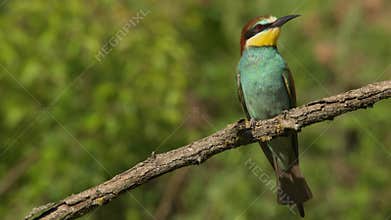 European bee-eater or Merops apiaster. Colorful tropical bird