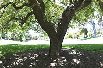 English walnut Juglans regia   5
