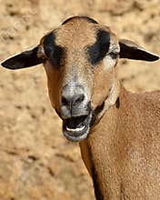 Portrait sheep of Cameroon