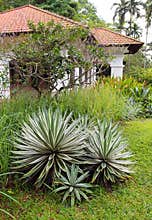 House with natural landscaping design