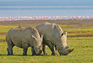 Rhinos in lake nakuru national park, kenya