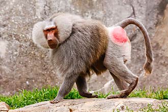 Male Hamadryas Baboon