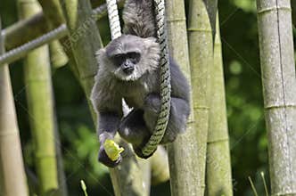 Silvery gibbon