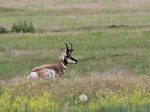 Pronghorn Antilocapra americana Resting in a Field