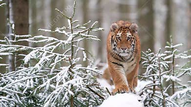Tiger in wild winter nature on a snowy tree trunk. Dangerous animal walking towards the camera. Panthera tigris altaica.