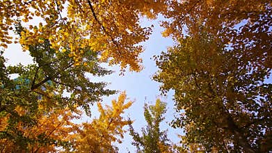 Low-angle shot of autumn forest with leaves falling from trees